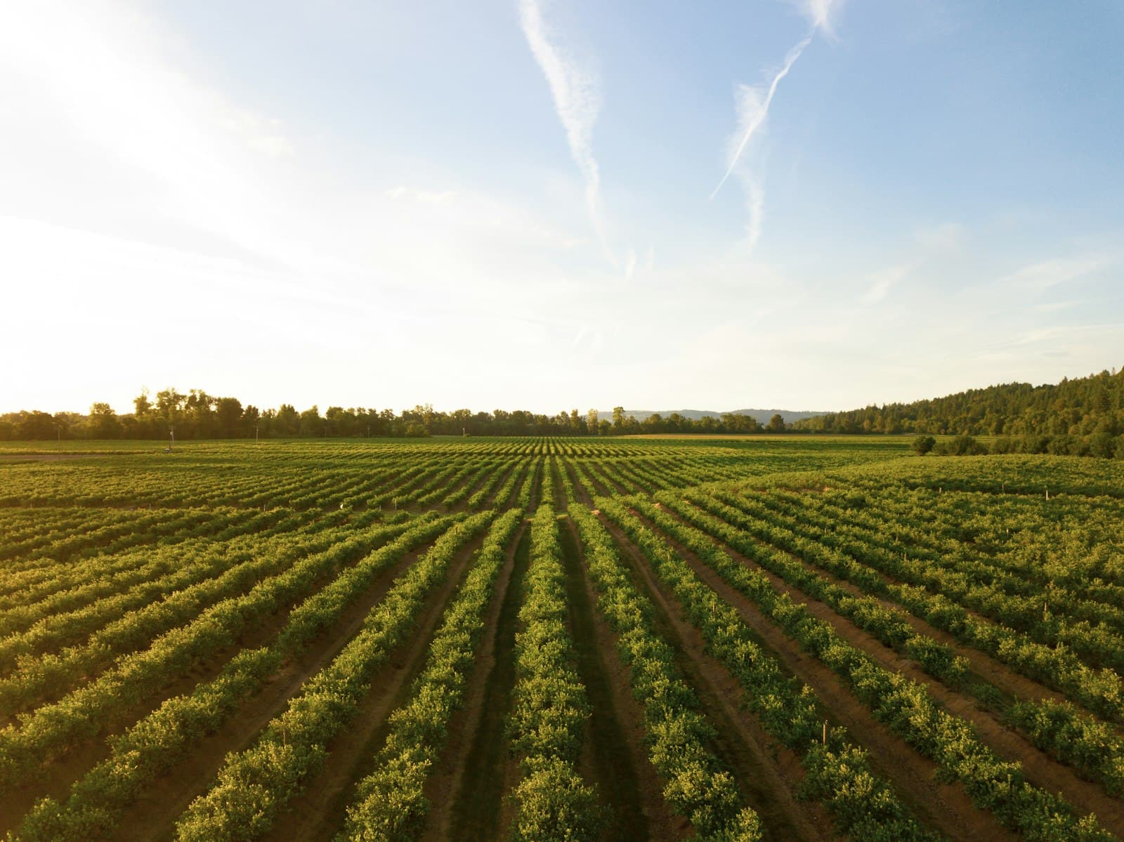 Vineyard rows at sunset — Maxwells VIP Wine Club